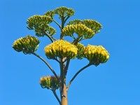 Agave sebastiana