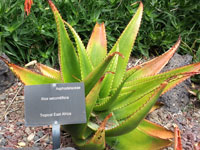 aloe secundiflora