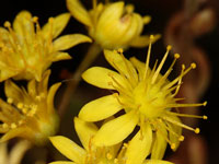 Aeonium sedifolium