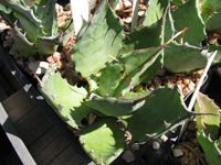 agave shrevei