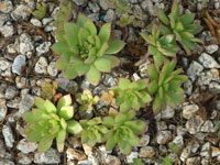 Aeonium simsii