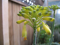 aloe sinkatana