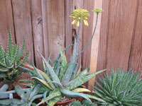 Aloe sinkatana