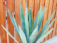 agave sisalana