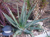 Aloe soccotrina