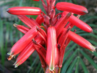 Aloe soccotrina