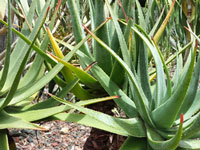 Aloe soccotrina
