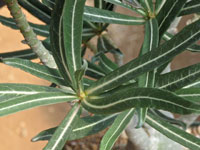 Adenium somalense