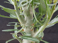 Adenium somalense