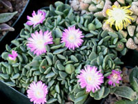 Aloinopsis spathulata