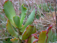 Adromischus sphenophyllus