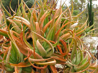 aloe spicata