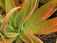 Aloe spicata