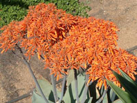 aloe striata