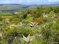 Aloe striata