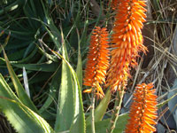 aloe striatula