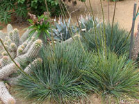 Agave stricta