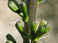 Agave stricta