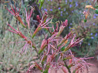 Agave stricta