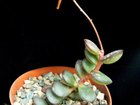 Adromischus subdistichus