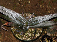 Aloe suprafoliata