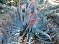 Aloe suprafoliata