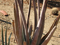 aloe suzannae