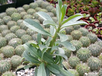 Adenium swazicum