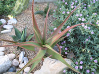 aloe tauri