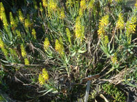 aloe tenuior