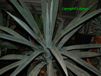 agave tequilana