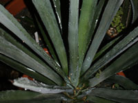 Agave tequilana