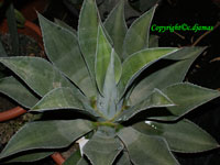 agave thomasae