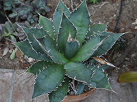 agave titanota