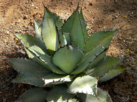 Agave titanota