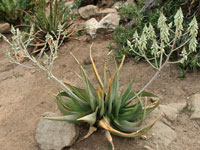 aloe tomentosa