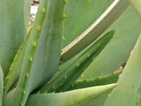 Aloe tomentosa