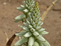 Aloe tomentosa