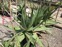 Aloe tomentosa