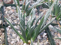 Agave toumeyana