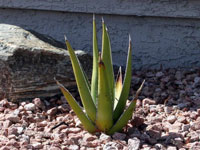 agave triangularis