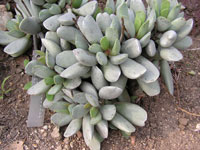 Adromischus triflorus