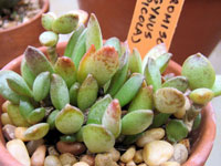 Adromischus trigynus