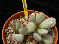 Adromischus umbraticola