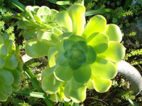 Aeonium undulatum