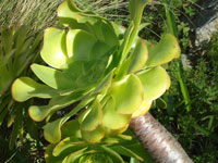 Aeonium undulatum