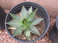 agave univittata