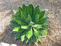 Agave univittata