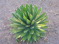 Agave univittata