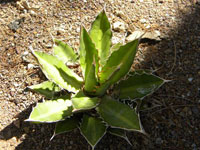 Agave univittata